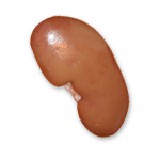 Kidney 