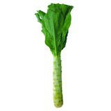 Lettuce S