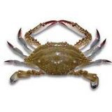 Swimming Crab