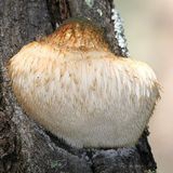 Monkey Head Mushroom