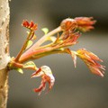 Toona Sinensis