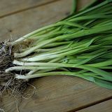 Green Garlic