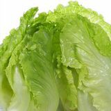 Lettuce