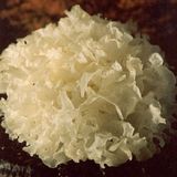 Tremella Fuciformis