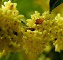 Osmanthus Fragrans