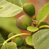 Figs