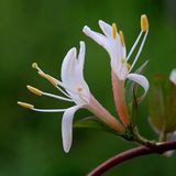 Honeysuckle