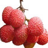 Litchi