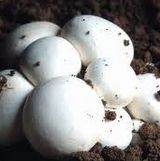 Agaricus Bisporus