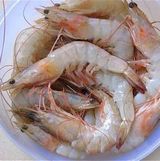 Sea Shrimp