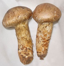 Matsutake Mushrooms