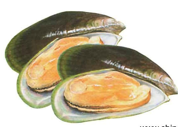 Mussel