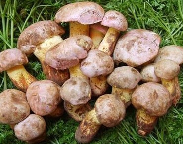 Boletus Edulis