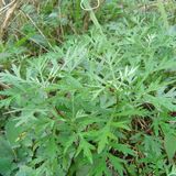 Artemisia Annua