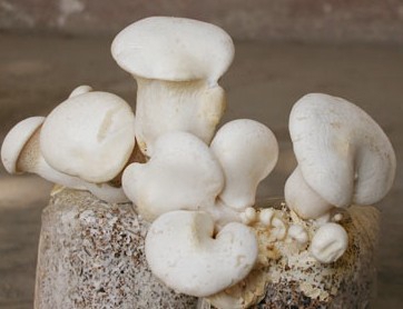 White Spirit Mushroom