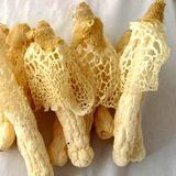 Bamboo Fungus