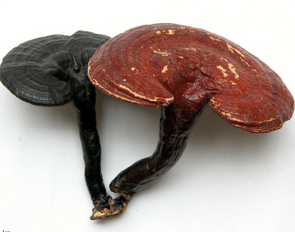 Ganoderma Lucidum