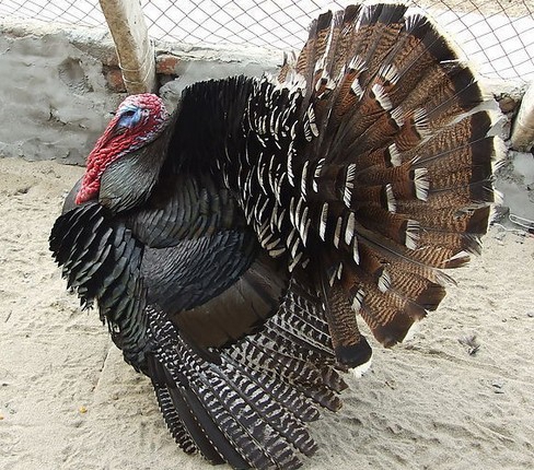 Turkey