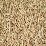 Barley