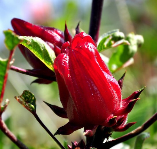 Luoshen Flower