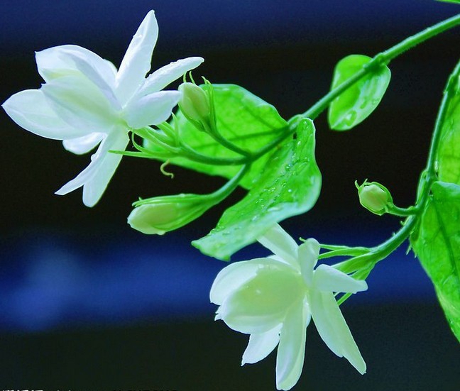 Jasmine Flower