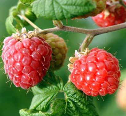 Raspberry