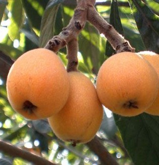 Loquat