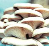 Pleurotus Ostreatus