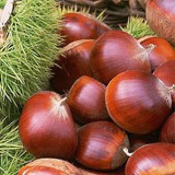 Chinese Chestnut