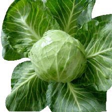 Cabbage Ss