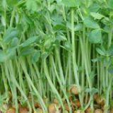 Pea Seedlings