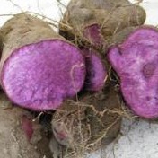 Purple Sweet Potato