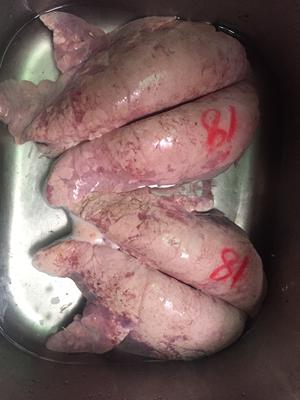 Choose clean pig lungs without excessive bruising.