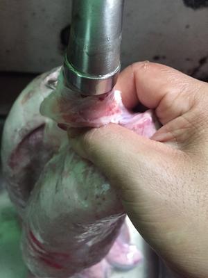 Insert water through the trachea of the pig lung until it expands significantly. Hold it securely, as it’s quite heavy.