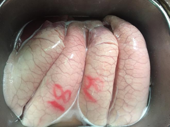 Cleaning Pig Lungs