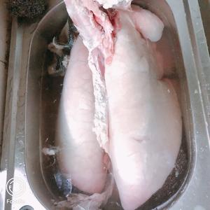 After rinsing two or three times, the pig lungs will turn white.