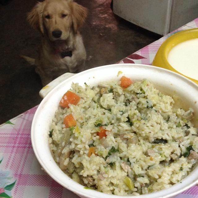 Dog Nutritional Meal